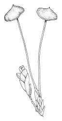 Pleurophascum ovalifolium, shoot with capsules. Drawn from M.J.A. Simpson 8561, CHR 351331.
 Image: R.C. Wagstaff © Landcare Research 2015 